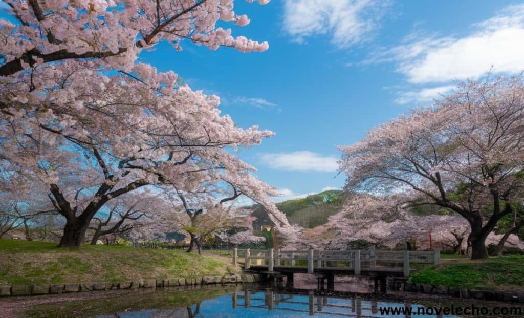 Breeze Through Cherry Trees