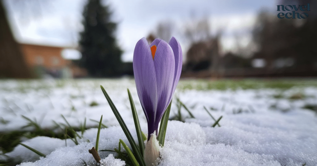 Meadow's First Bloom