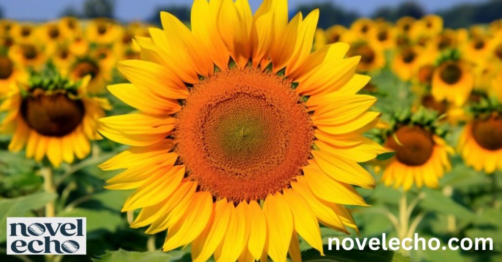 The Sunflower's Symbolism