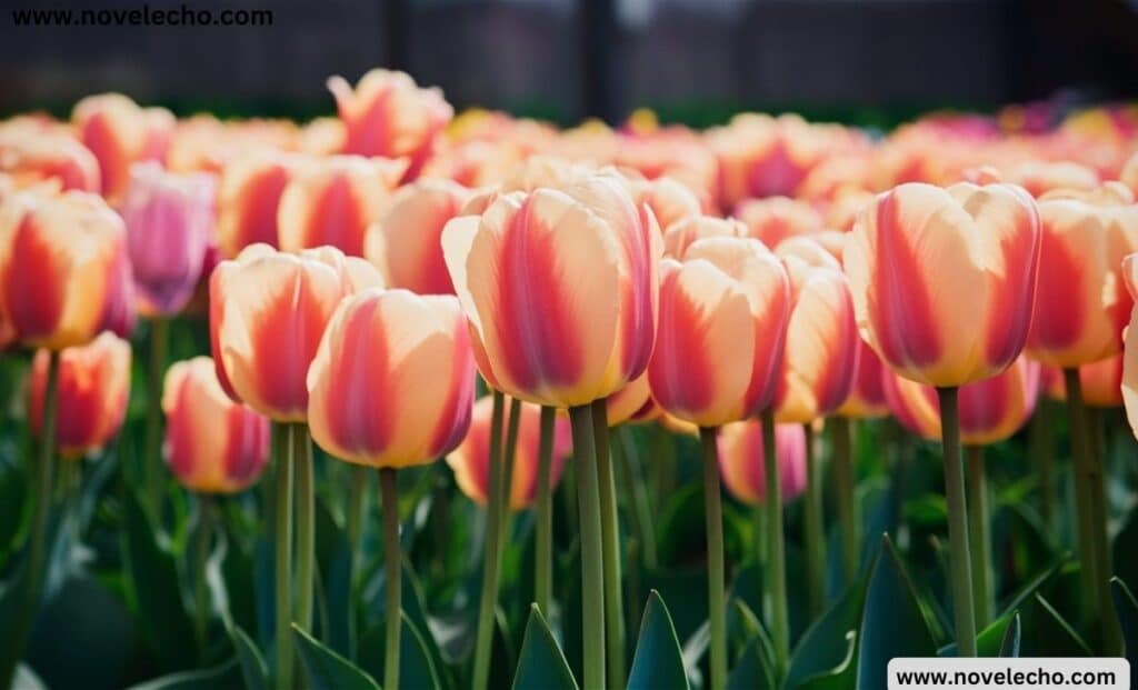 Tulip Quotes