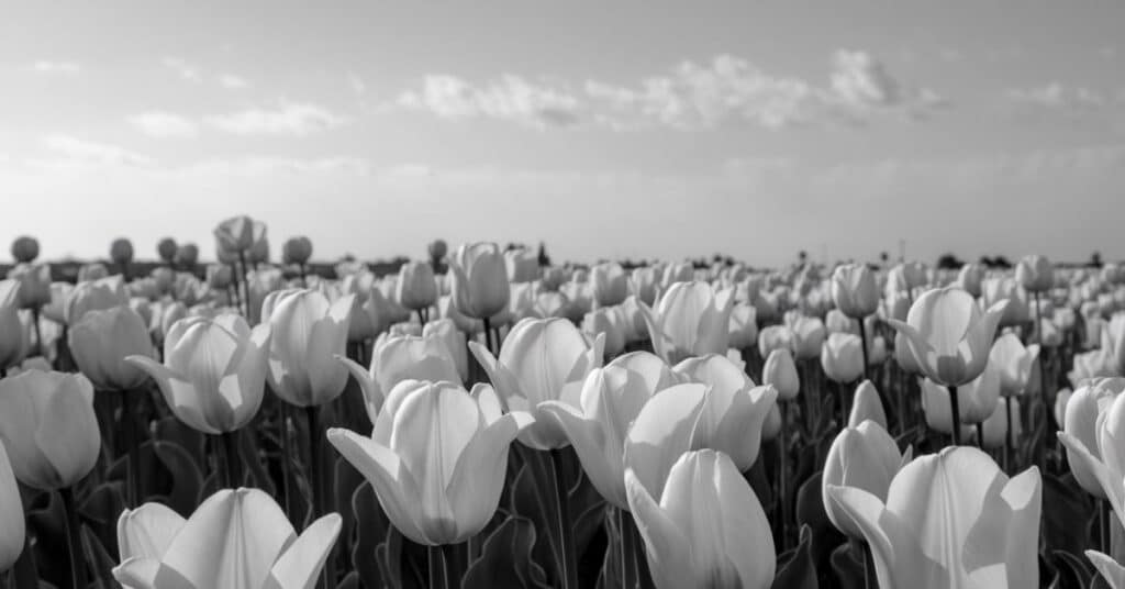 Monochrome Tulips