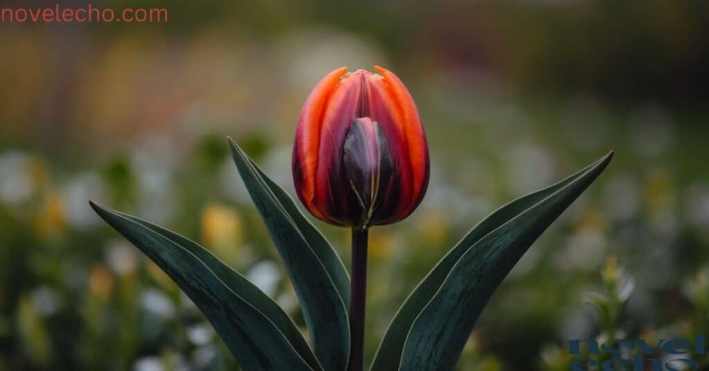 A Red Black Parrot Tulip